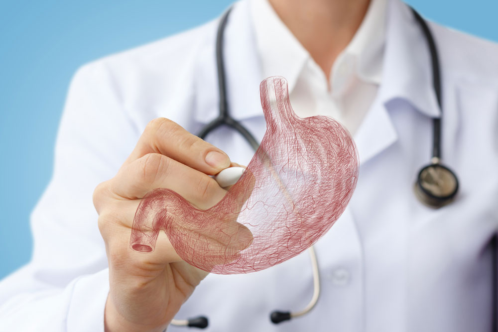 drawing of the stomach