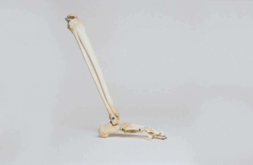 leg bones